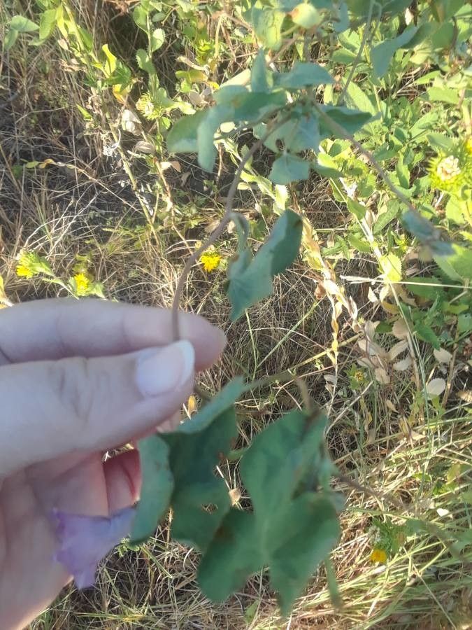 Ipomoea cordatotriloba leaf