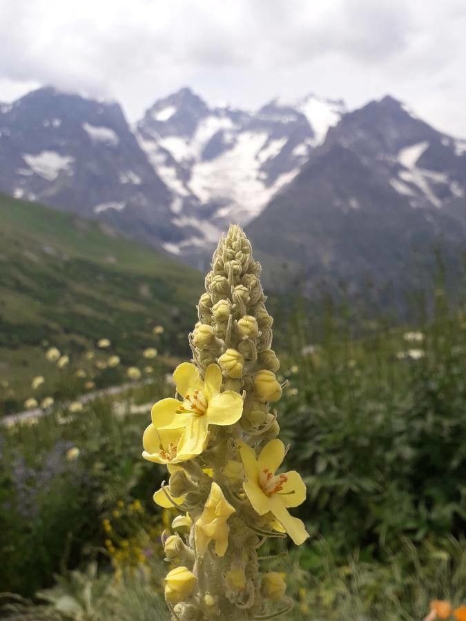 Verbascum olympicum flower