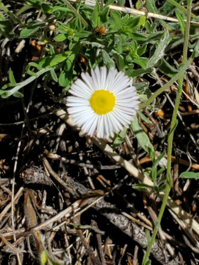 Aphanostephus ramosissimus flower