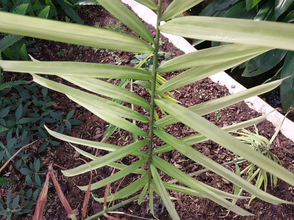 Ptychosperma propinquum — houseplant care guide