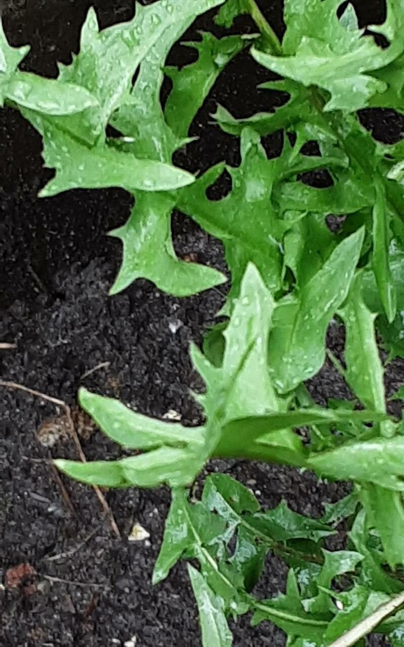 Taraxacum obliquilobum — search result for 'Taraxacum'