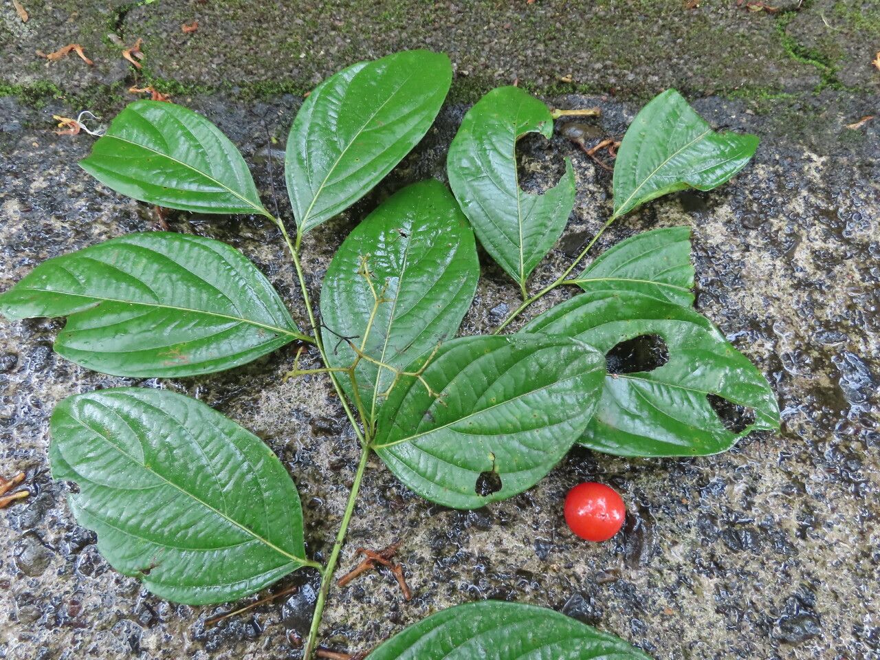 Cordia lucidula leaf