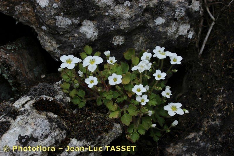 Saxifraga dichotoma habit