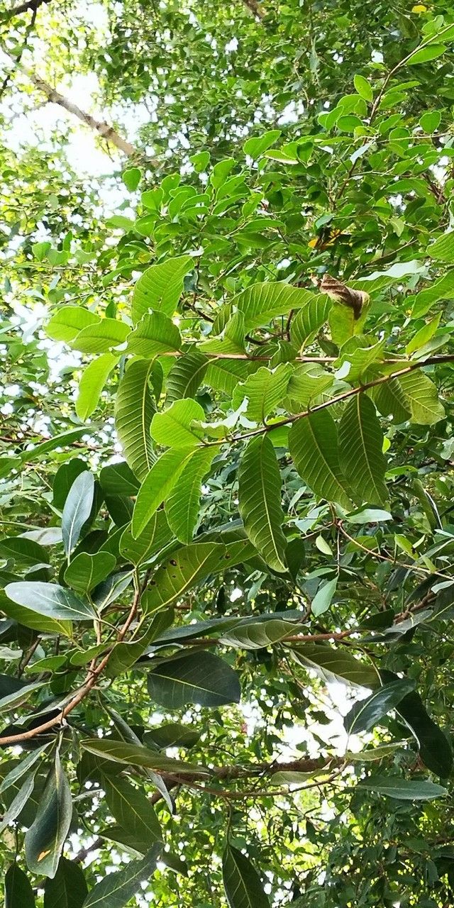 Afzelia xylocarpa — search result for 'Laos'