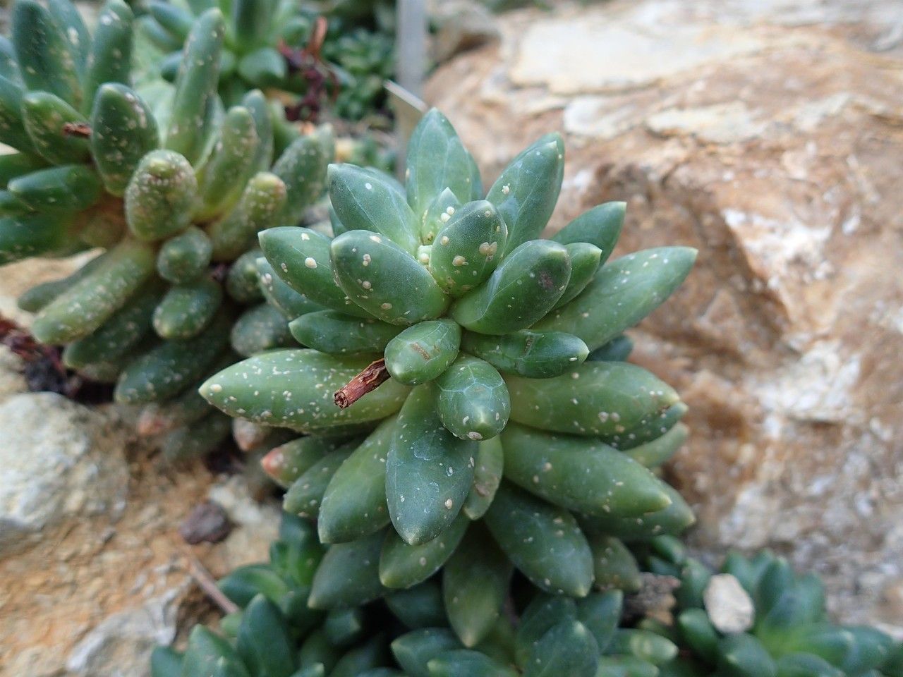 Pachyphytum hookeri habit