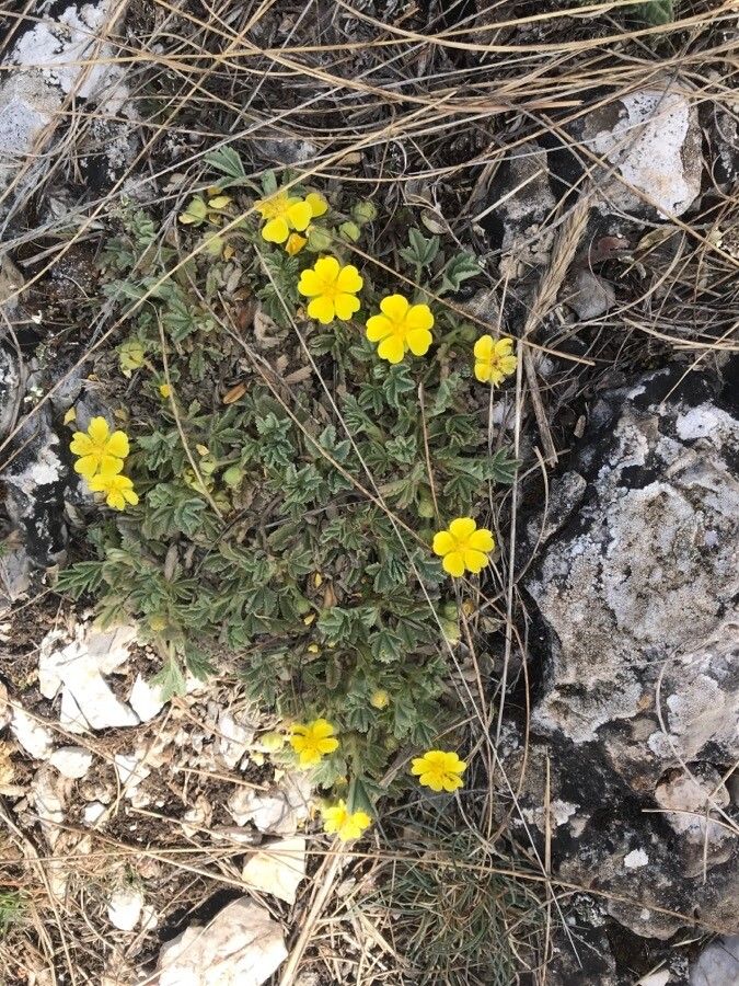 Potentilla humifusa — search result for 'Potentilla'