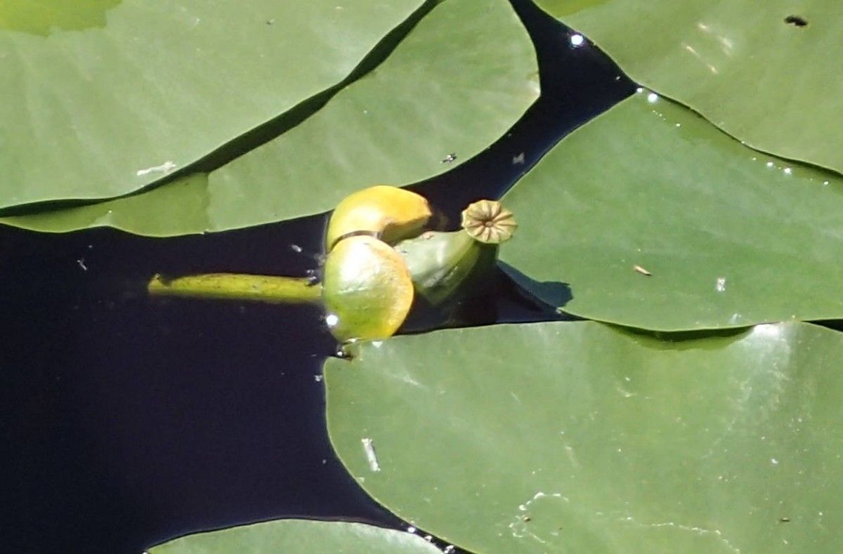 Nuphar pumila fruit