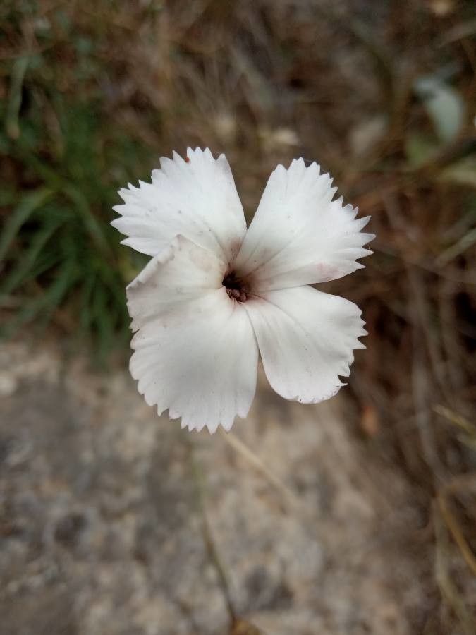 Dianthus arrosti flower