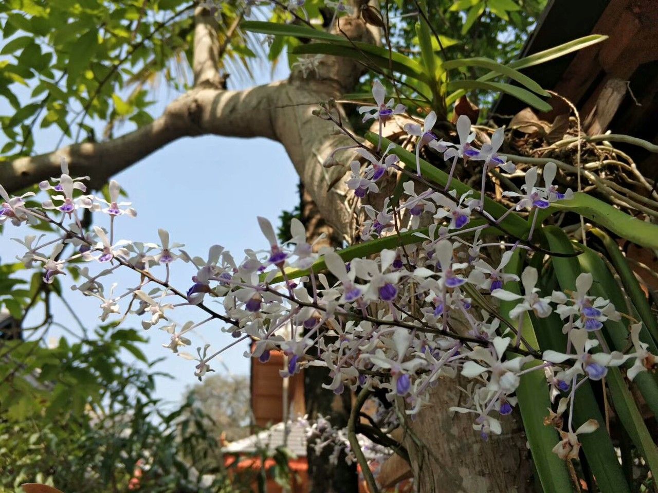 Phalaenopsis wilsonii habit