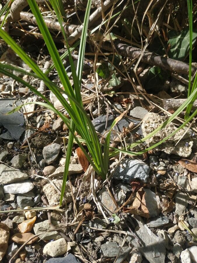 Carex barbarae habit