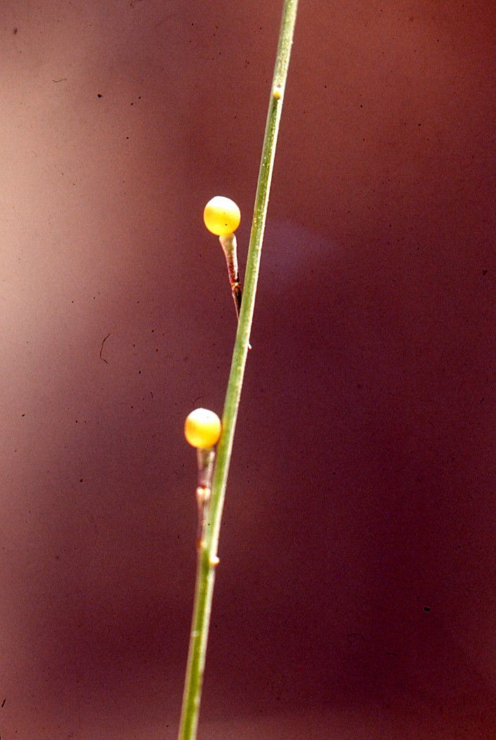 Crambe kralikii bark