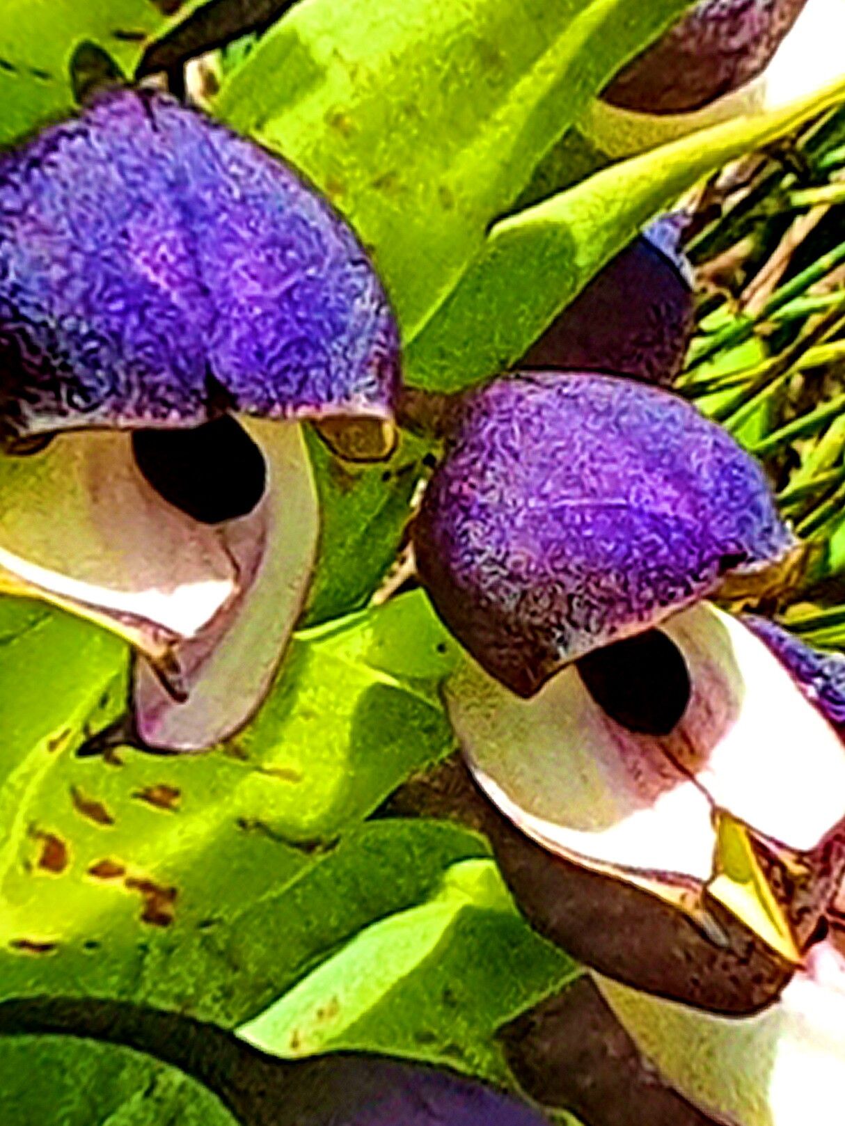 Disa cornuta — houseplant care guide