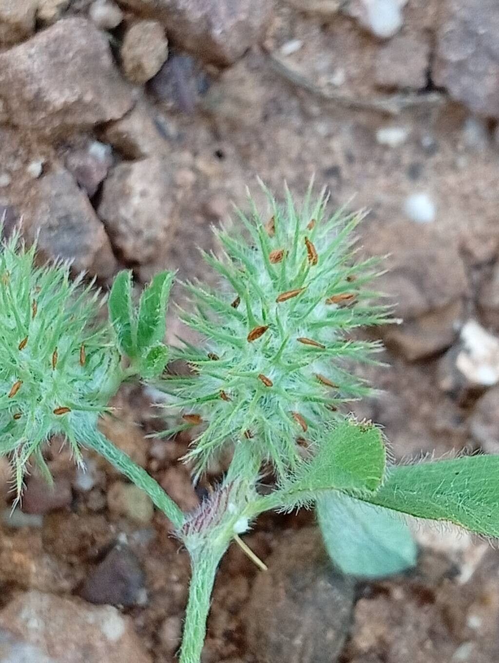 Trifolium gemellum — houseplant care guide