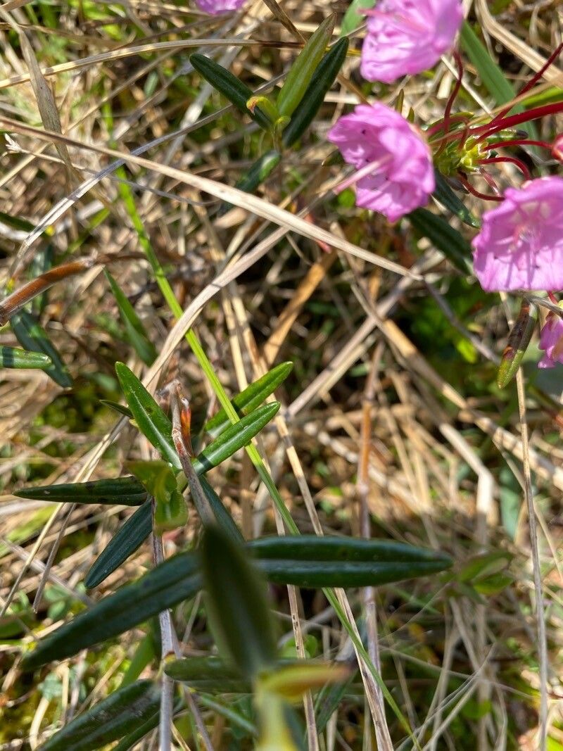 Kalmia polifolia leaf
