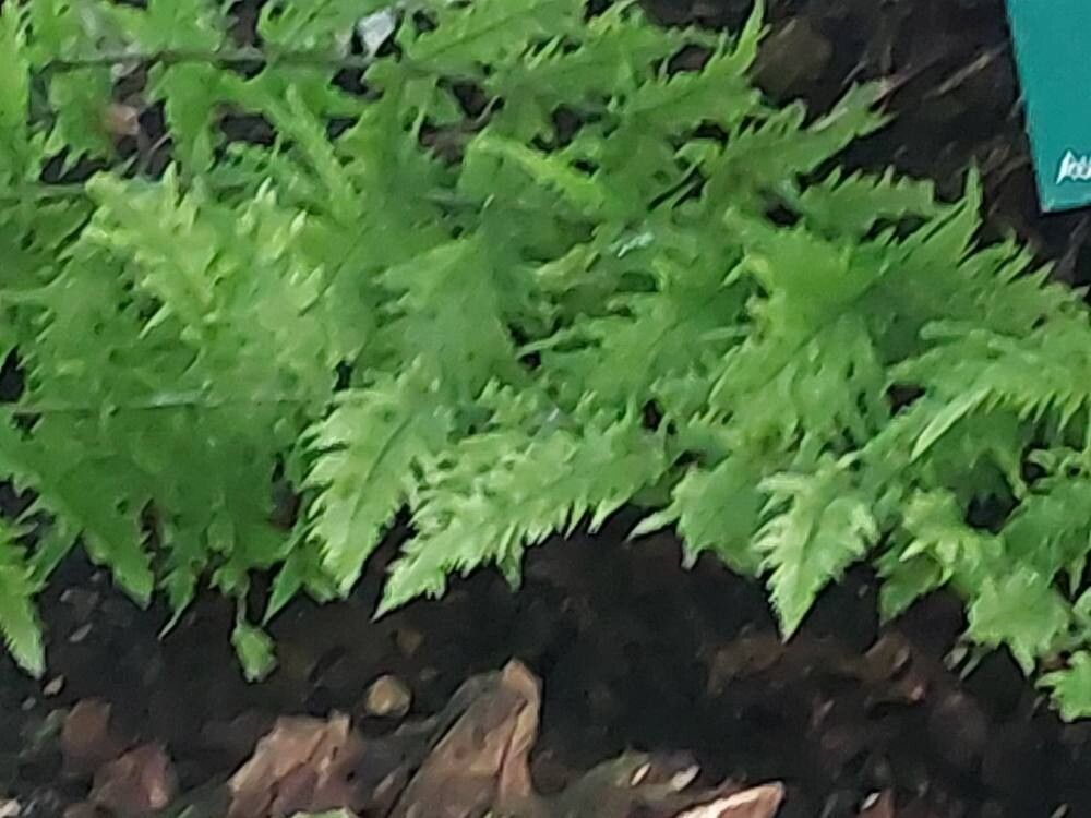 Dicksonia antartica — related species from the same genus