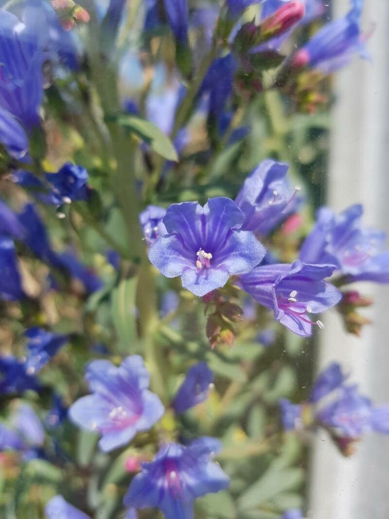 Echium gentianoides flower