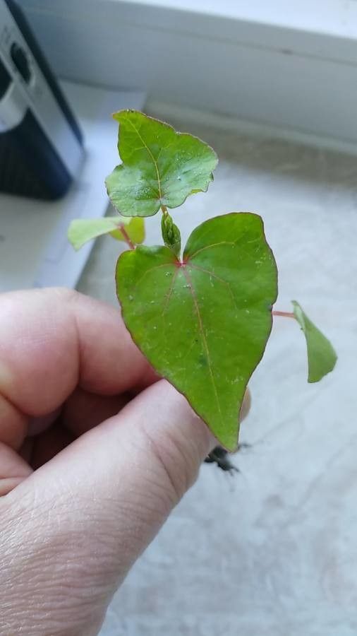Fagopyrum tataricum leaf