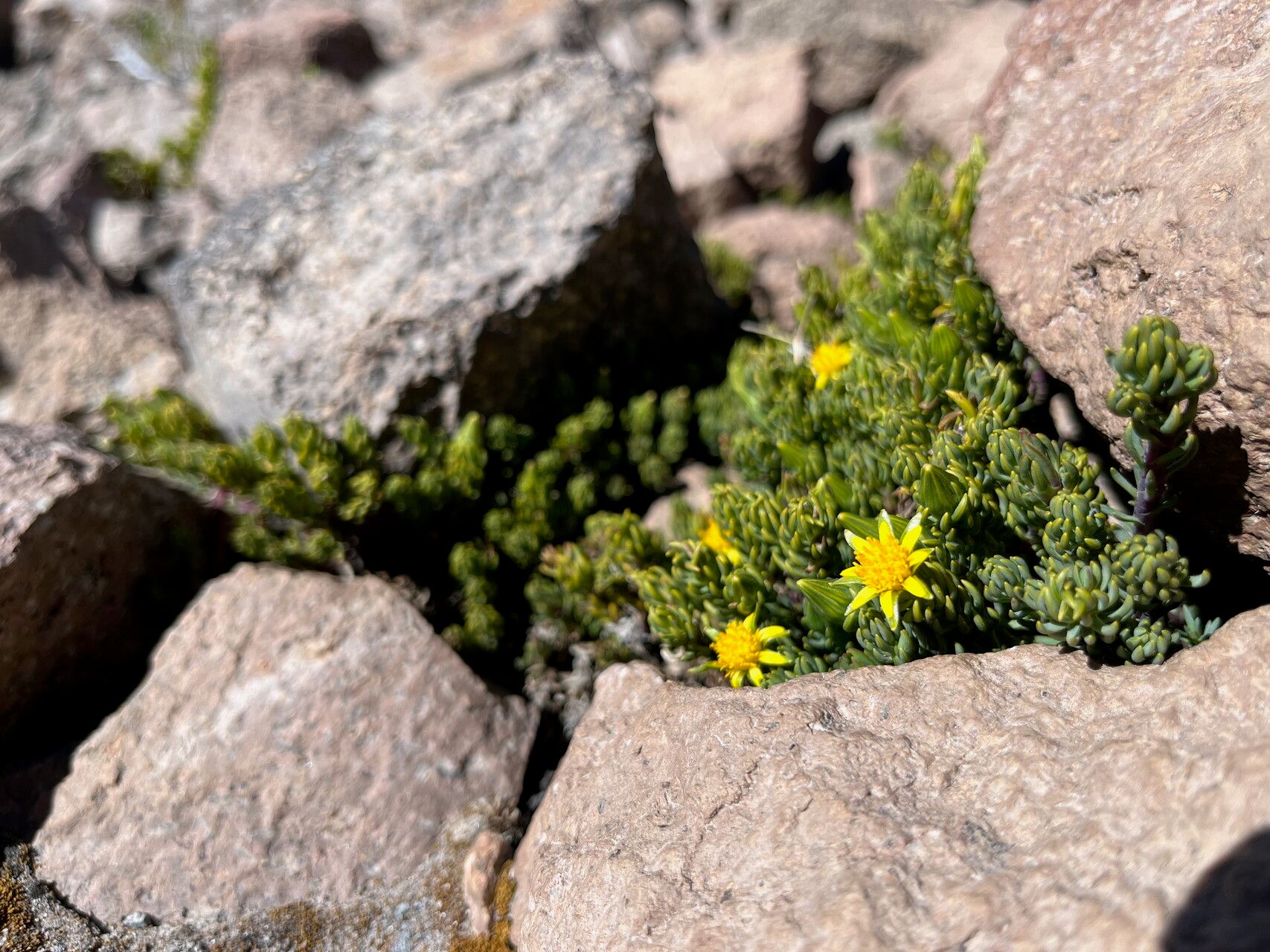 Werneria ciliolata habit
