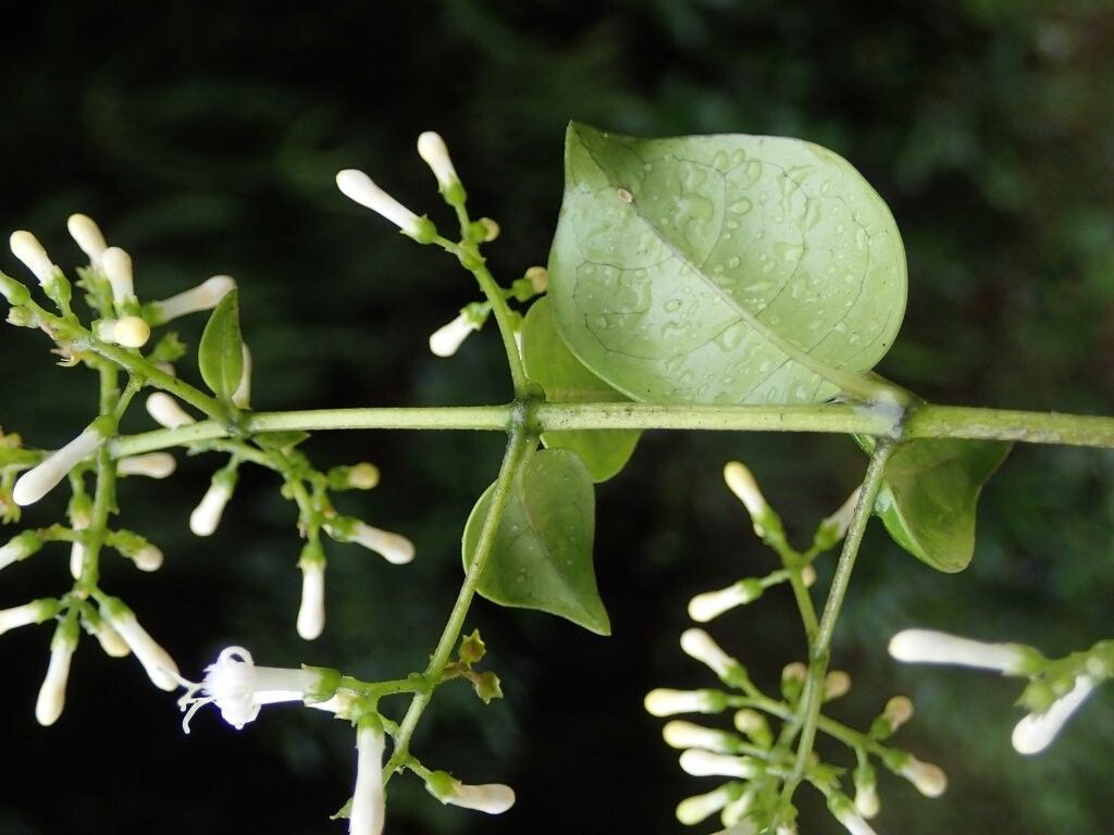 Psychotria magnisepala — houseplant care guide