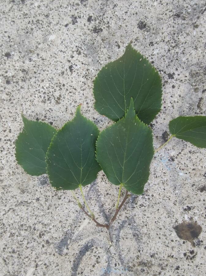 Tilia dasystyla leaf