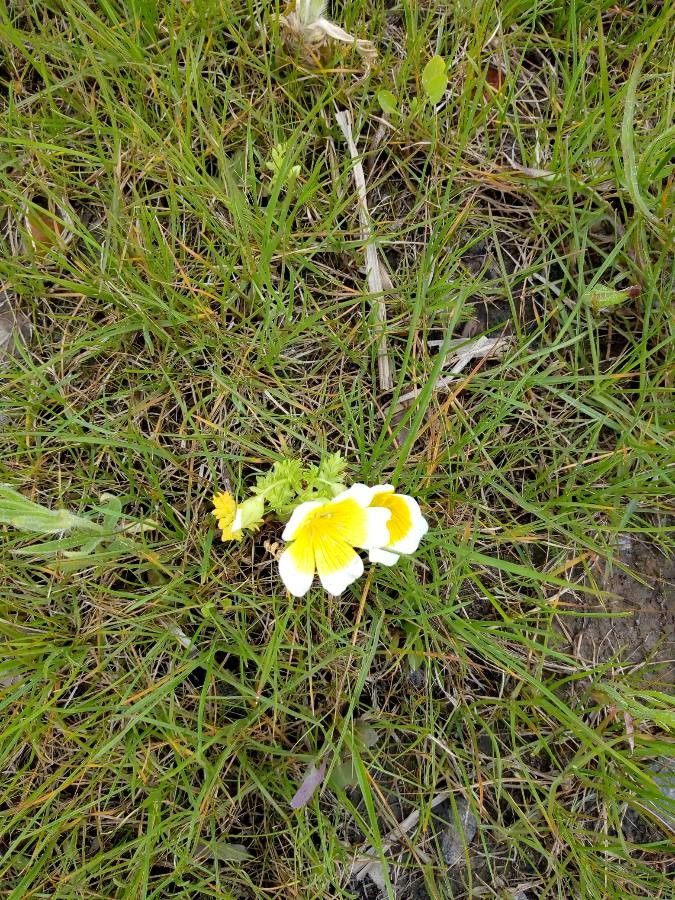 Limnanthes douglasii bark