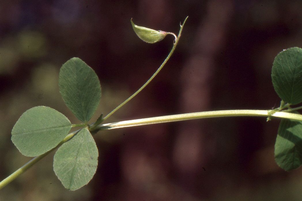 Medicago hybrida fruit