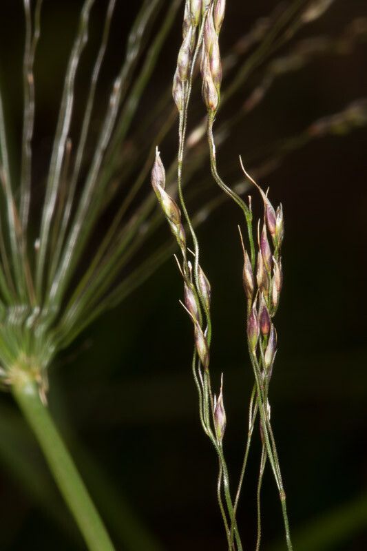 Piptatherum miliaceum flower