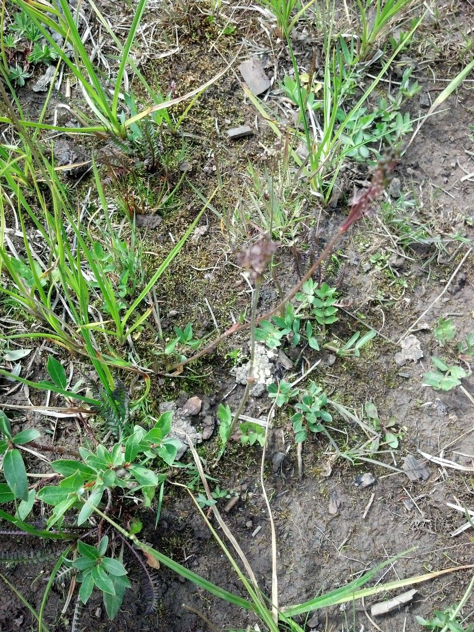 Oxypolis fendleri habit