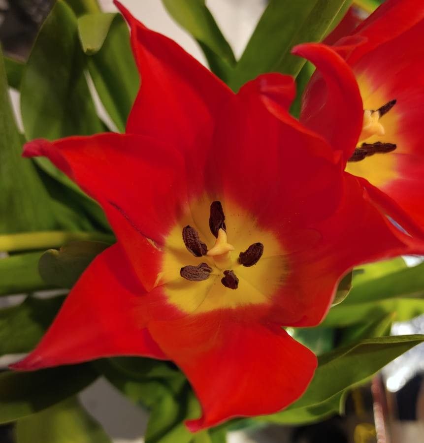 Tulipa praestans fruit