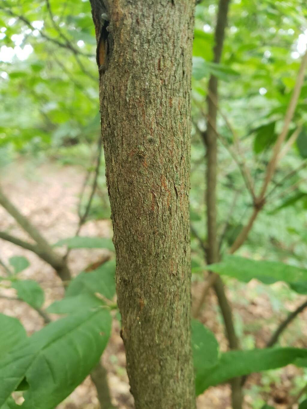 Rhododendron × gandavense bark