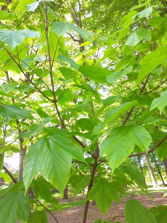 Acer sterculiaceum leaf