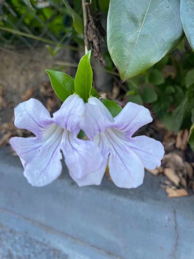 Bignonia callistegioides flower