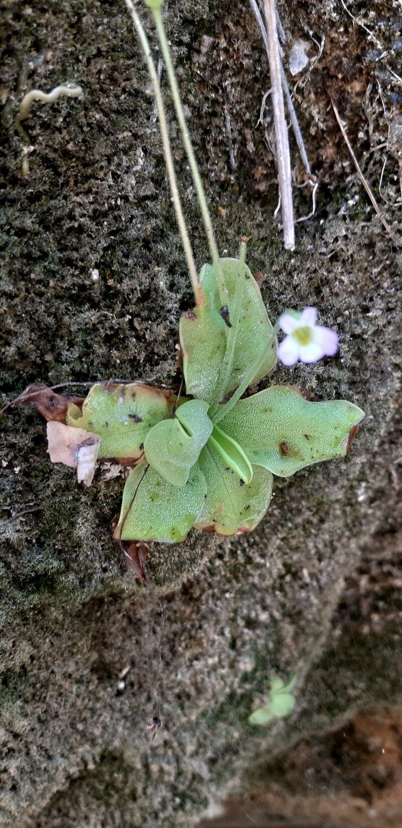 Pinguicula crystallina — houseplant care guide