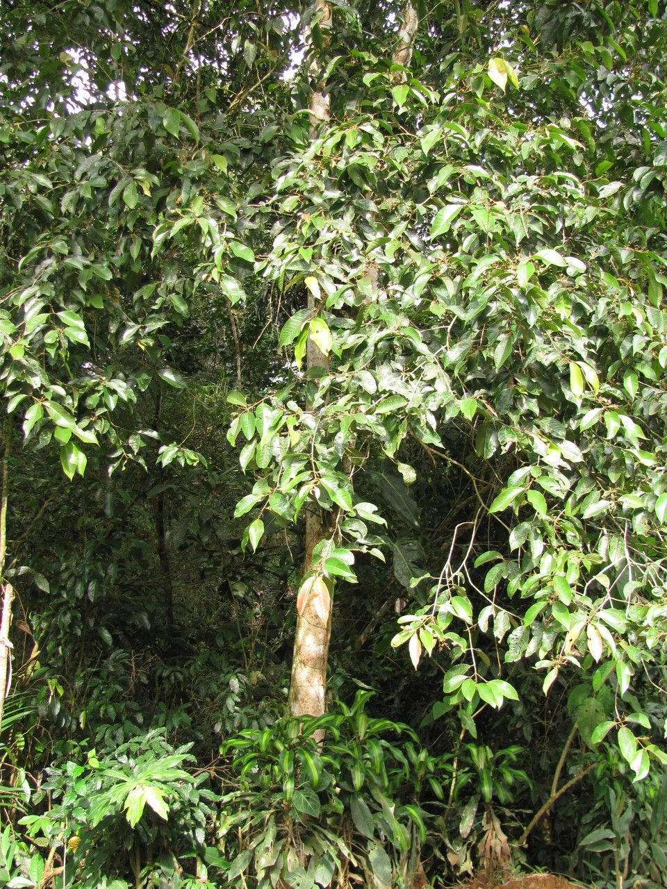 Calyptranthes chytraculia habit