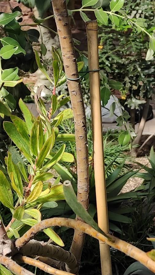 Protea neriifolia bark