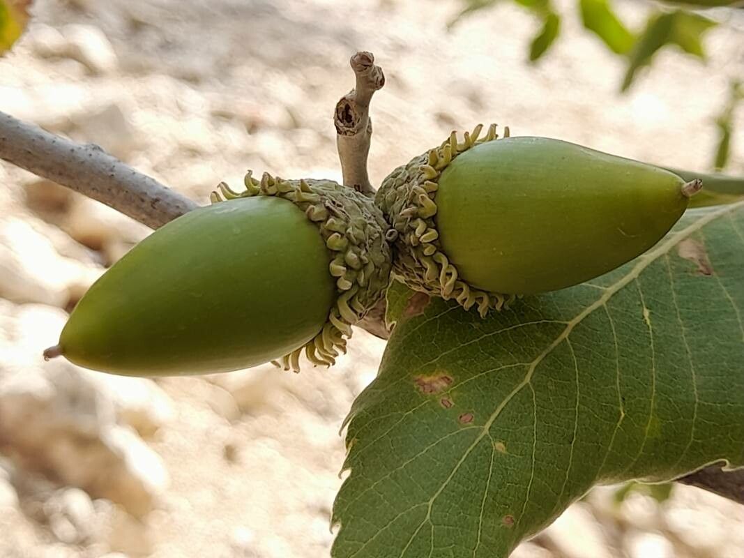 Quercus brantii fruit