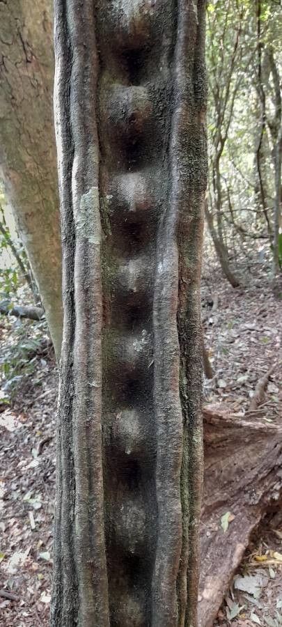 Phanera angulosa bark