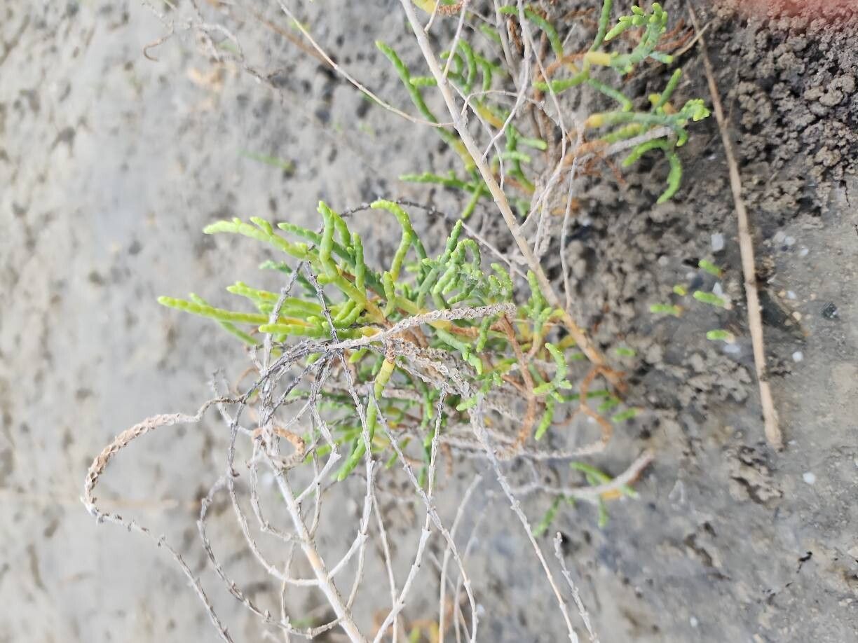 Salicornia iranica habit