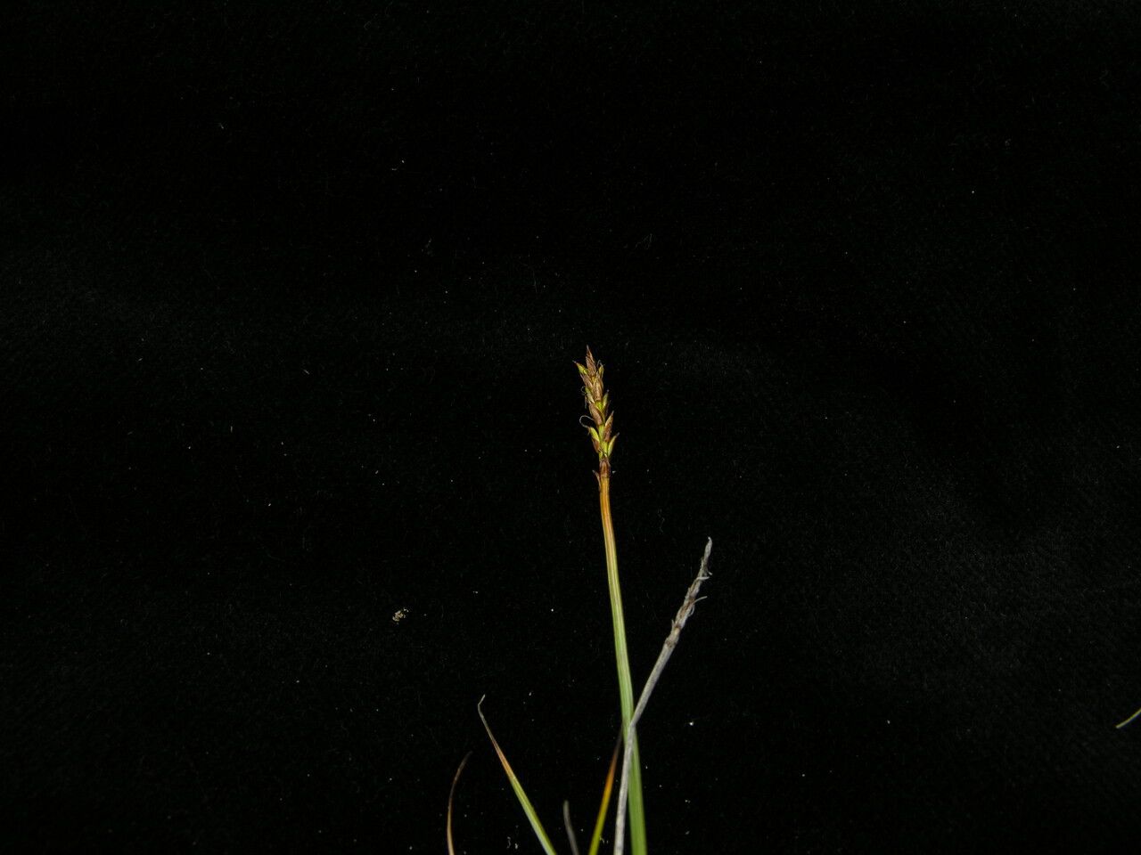 Carex bonatiana habit