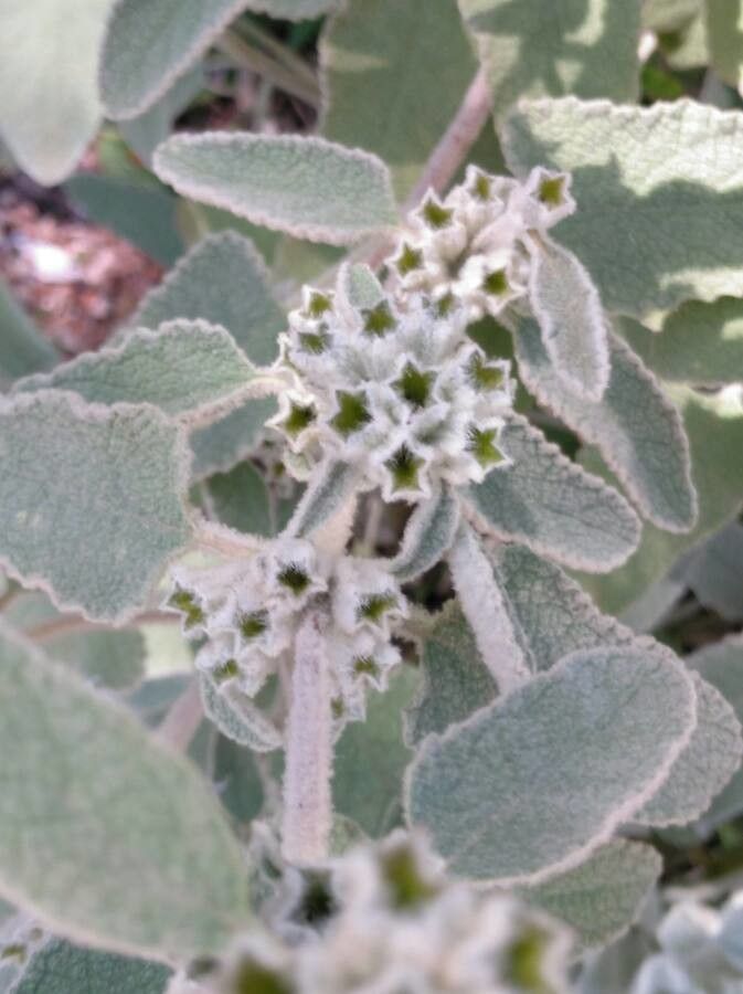 Phlomis italica fruit