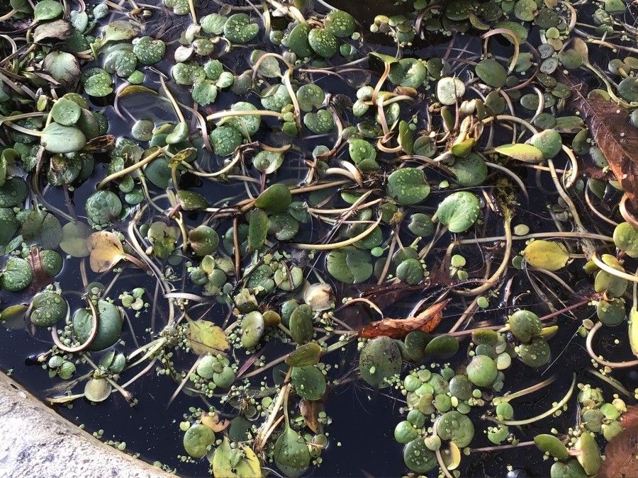 Heteranthera reniformis — search result for 'Pontederiaceae'