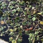 Heteranthera reniformis