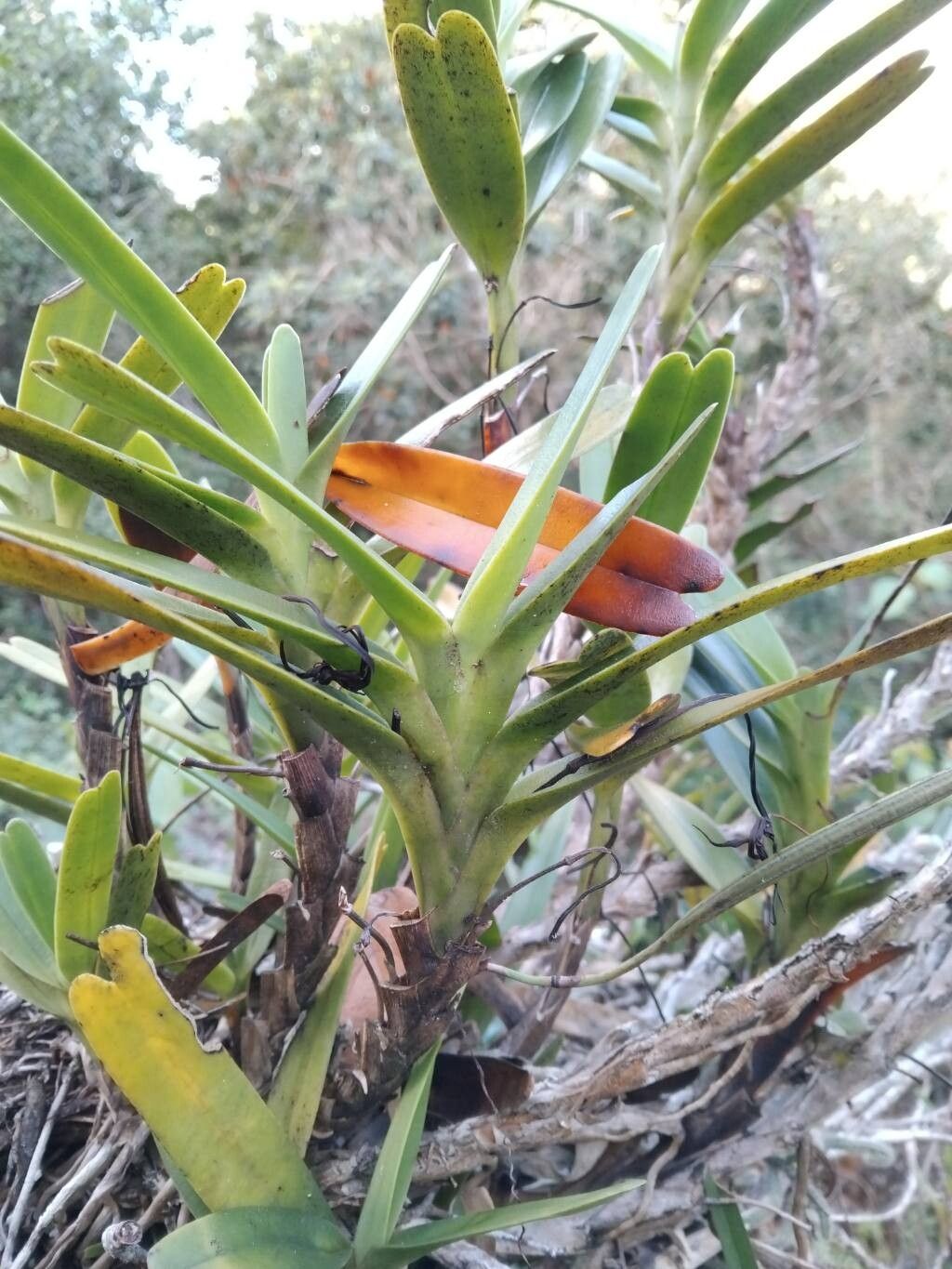 Jumellea arborescens leaf