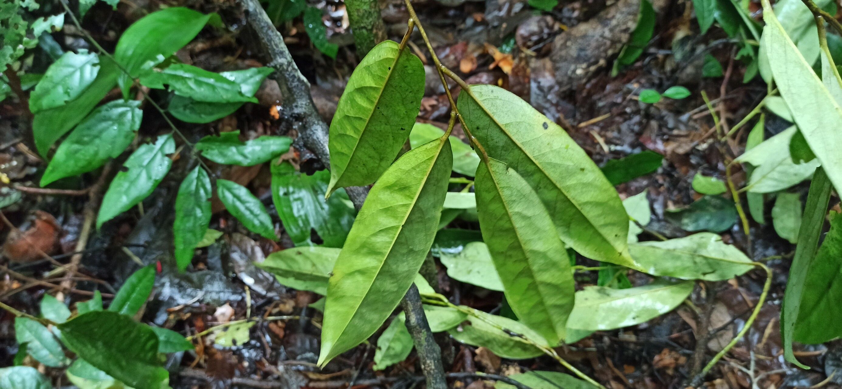 Diospyros sanza-minika leaf
