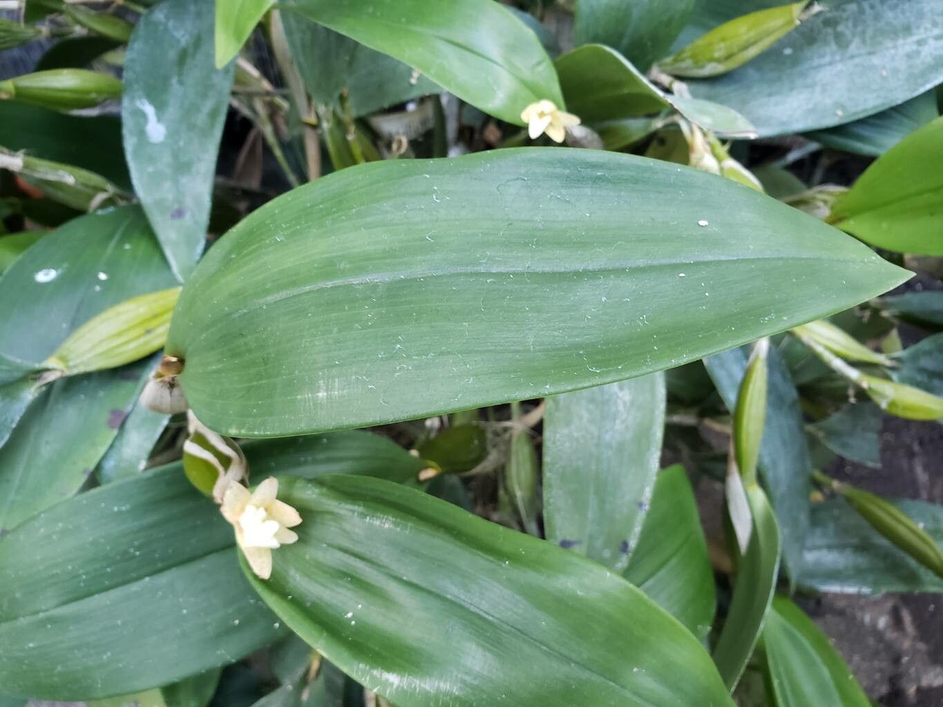 Dendrobium plicatile — houseplant care guide