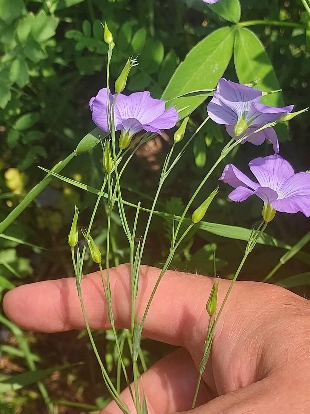 Linum nervosum flower