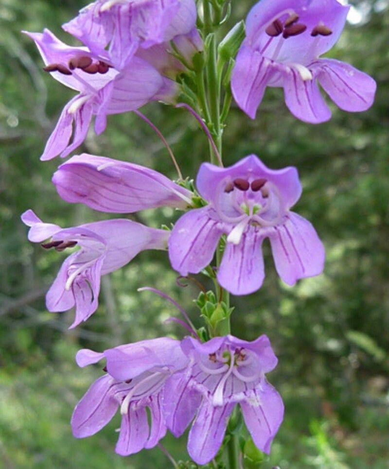Penstemon unilateralis — houseplant care guide