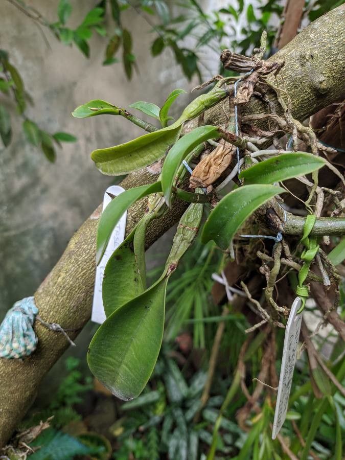 Cattleya walkeriana leaf