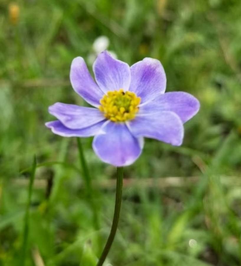 Anemone cathayensis — search result for 'Anemone'