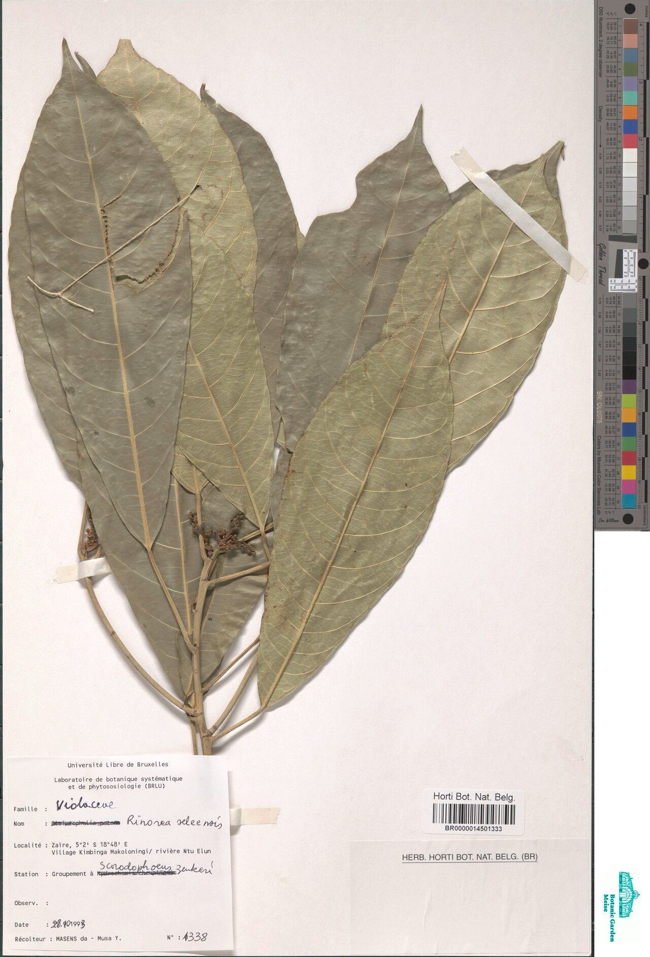 Rinorea seleensis — houseplant care guide